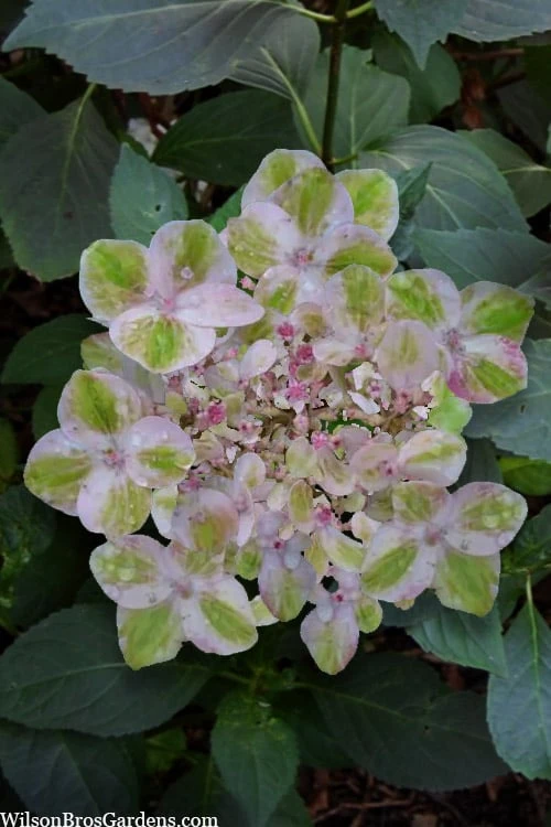Painters Pallet Hydrangea - 1 Gallon Pot 3 Painters Pallet Hydrangea - 1 Gallon Pot