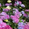 Preziosa Multi Color Hydrangea - 1 Gallon Pot -Flowers World Shop hydrangea serrata preziosa 100 1