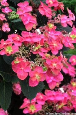 Tuff Stuff Red Mountain Hydrangea - 3 Gallon Pot -Flowers World Shop hydrangea serrata tuff stuff red mountain 2