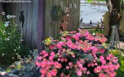 Tuff Stuff Red Mountain Hydrangea - 3 Gallon Pot -Flowers World Shop hydrangea serrata tuff stuff red mountain 4