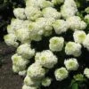 Silver Dollar Hydrangea - 1 Gallon Pot -Flowers World Shop hydrangea silver dollar 1