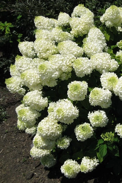 Silver Dollar Hydrangea - 1 Gallon Pot 3 Silver Dollar Hydrangea - 1 Gallon Pot
