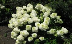 Silver Dollar Hydrangea - 1 Gallon Pot 11 Silver Dollar Hydrangea - 1 Gallon Pot -Flowers World Shop hydrangea silver dollar 2