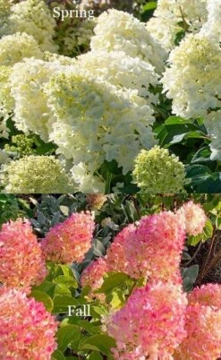Silver Dollar Hydrangea - 1 Gallon Pot 10 Silver Dollar Hydrangea - 1 Gallon Pot -Flowers World Shop hydrangea silver dollar 4