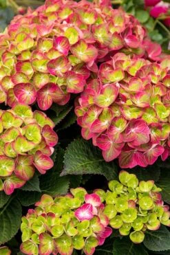 Tilt-A-Swirl Hydrangea - 3 Gallon Pot 15 Tilt-A-Swirl Hydrangea - 3 Gallon Pot -Flowers World Shop hydrangea tilt a whirl 500x750 1