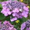 Twist-N-Shout Endless Summer Hydrangea - 3 Gallon Pot -Flowers World Shop hydrangea twist n shout 12 1