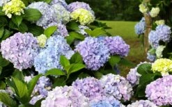 Dear Dolores Hydrangea - 1 Gallon Pot -Flowers World Shop hydrangea20dear20delores 1