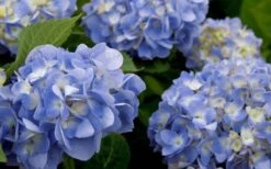 Dear Dolores Hydrangea - 2 Gallon Pot -Flowers World Shop hydrangea20dear20delores202