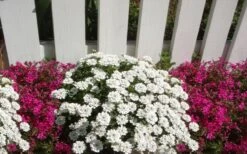Alexander's White Candy Tuft (Iberis) - 1 Gallon Pot -Flowers World Shop iberis sempervirens alexanders white 3