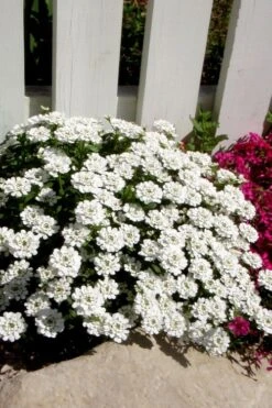 Alexander's White Candy Tuft (Iberis) - 1 Gallon Pot -Flowers World Shop iberis sempervirens alexanders white 4