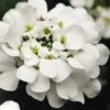 Alexander's White Candy Tuft (Iberis) - 1 Gallon Pot -Flowers World Shop iberis sempervirens alexanders white 6