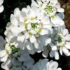 Snow Cone Candytuft (Iberis Sempervirens) - 5 Pack Of Quart Pots 1 Snow Cone Candytuft (Iberis Sempervirens) - 5 Pack Of Quart Pots -Flowers World Shop iberis sempervirens snow cone candytuft 3