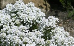 Snow Cone Candytuft (Iberis Sempervirens) - 5 Pack Of Quart Pots -Flowers World Shop iberis sempervirens snow cone candytuft 4
