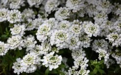 Snowflake Candy Tuft - 1 Gallon Pot -Flowers World Shop iberis sempervirens snowflake candytuft 1 1