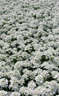 Snowflake Candy Tuft - 1 Gallon Pot -Flowers World Shop iberis sempervirens snowflake candytuft 3 1