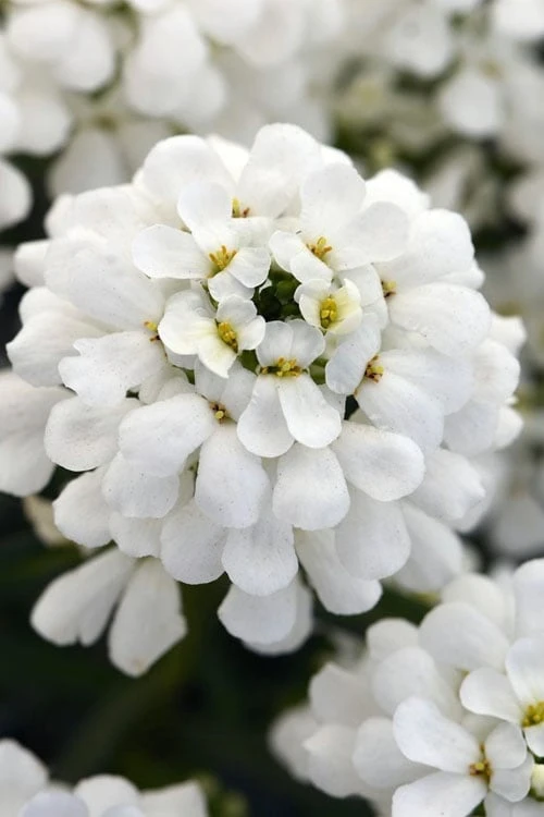 Snowsation Candytuft - 1 Gallon Pot 3 Snowsation Candytuft - 1 Gallon Pot