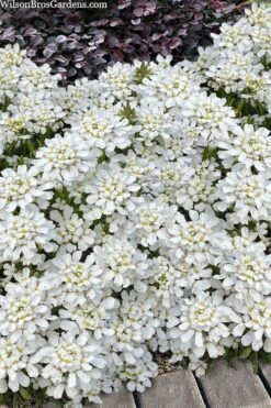 Snowsation Candytuft - 1 Gallon Pot 9 Snowsation Candytuft - 1 Gallon Pot -Flowers World Shop iberis snowsation candytuft 2