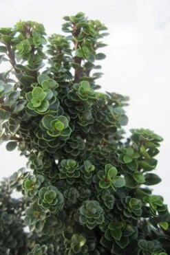Dwarf Pagoda Japanese Holly - 1 Gallon Pot 9 Dwarf Pagoda Japanese Holly - 1 Gallon Pot -Flowers World Shop ilex crenata dwarf pagoda japanese holly 1