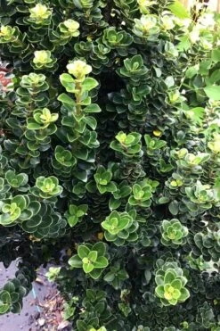 Dwarf Pagoda Japanese Holly - 1 Gallon Pot 10 Dwarf Pagoda Japanese Holly - 1 Gallon Pot -Flowers World Shop ilex crenata dwarf pagoda japanese holly 2