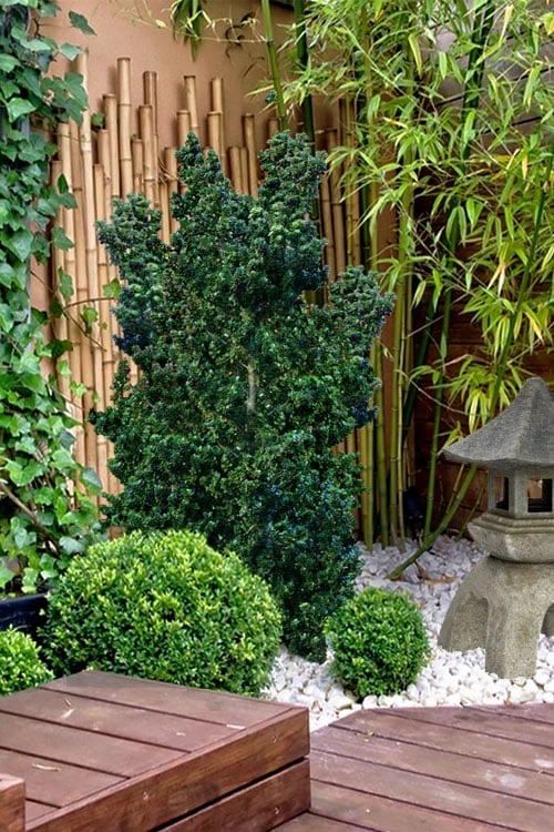 Dwarf Pagoda Japanese Holly - 1 Gallon Pot 3 Dwarf Pagoda Japanese Holly - 1 Gallon Pot