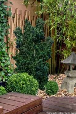 Dwarf Pagoda Japanese Holly - 1 Gallon Pot 11 Dwarf Pagoda Japanese Holly - 1 Gallon Pot -Flowers World Shop ilex crenata dwarf pagoda japanese holly 5