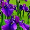 Temple Bells Japanese Iris (Iris Ensata) - 1 Gallon Pot -Flowers World Shop iris ensata temple bells japanese iris 1