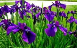 Temple Bells Japanese Iris (Iris Ensata) - 1 Gallon Pot -Flowers World Shop iris ensata temple bells japanese iris 2