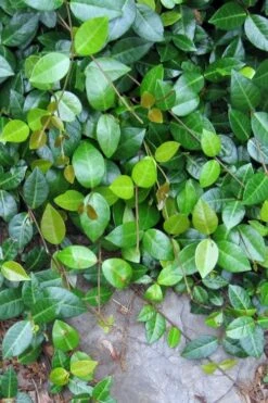 Asian Jasmine (Trachelospermum Asiaticum) - 36 Pack Of 3.5" Pint Pots -Flowers World Shop jasmine asian 10 1