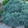 Blue Star Juniper - 3 Gallon Pot 2 Blue Star Juniper - 3 Gallon Pot -Flowers World Shop juniper blue star 11