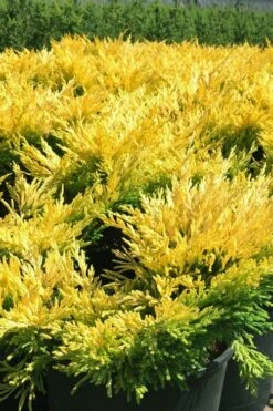 Limeglow Golden Andorra Compact Juniper - 1 Gallon Pot -Flowers World Shop juniper horizontalis lime glow 22 1
