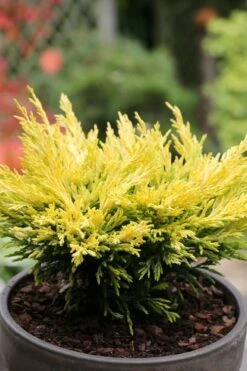 Limeglow Golden Andorra Compact Juniper - 6 Pack Of 1 Gallon Pots 14 Limeglow Golden Andorra Compact Juniper - 6 Pack Of 1 Gallon Pots -Flowers World Shop juniper horizontalis lime glow 23 1