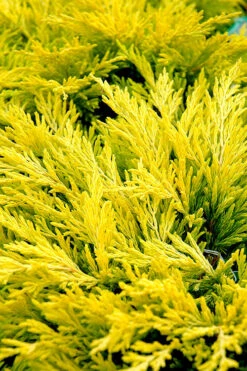 Limeglow Golden Andorra Compact Juniper - 3 Gallon Pot