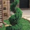 Blue Point Juniper Spiral Topiary - 7 Gallon Pot -Flowers World Shop juniperus blue point juniper spiral topiary 101
