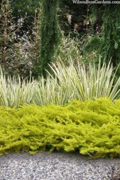 All Gold Golden Pacific Juniper - 6 Pack Of 1 Gallon Pots -Flowers World Shop juniperus conferta all gold pacific shore juniper 20