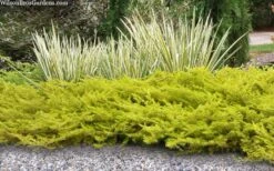 All Gold Golden Pacific Juniper - 6 Pack Of 1 Gallon Pots -Flowers World Shop juniperus conferta all gold pacific shore juniper 21 1