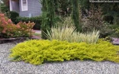 All Gold Golden Pacific Juniper - 2 Gallon Pot 12 All Gold Golden Pacific Juniper - 2 Gallon Pot -Flowers World Shop juniperus conferta all gold pacific shore juniper 22 2