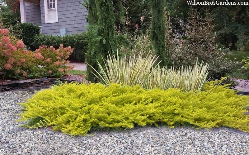 All Gold Golden Pacific Juniper - 2 Gallon Pot 6 All Gold Golden Pacific Juniper - 2 Gallon Pot - Image 4