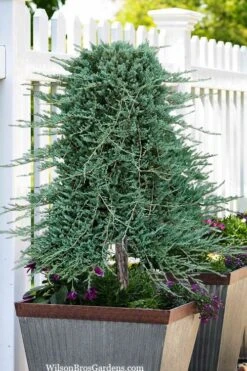 Blue Rug Juniper Tree Form Topiary - 3 Gallon Pot -Flowers World Shop juniperus horizontalis wiltonii blue rug topiary tree form 2