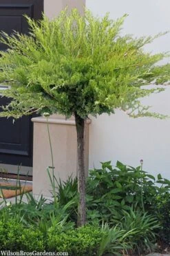 Calgary Carpet Juniper Tree (Single Trunk Topiary) - 3 Gallon Pot -Flowers World Shop juniperus sabina calgary carpet single trunk topiary tree 10