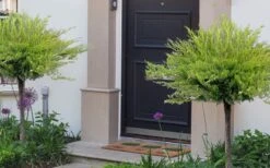 Calgary Carpet Juniper Tree (Single Trunk Topiary) - 3 Gallon Pot -Flowers World Shop juniperus sabina calgary carpet single trunk topiary tree 11