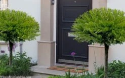 Calgary Carpet Juniper Tree (Single Trunk Topiary) - 3 Gallon Pot -Flowers World Shop juniperus sabina calgary carpet single trunk topiary tree 23