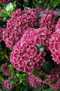 Keepsake Kalmia Mountain Laurel (Kalmia Latifolia) - 3 Gallon Pot -Flowers World Shop kalmia latifolia keepsake mountain laurel 1