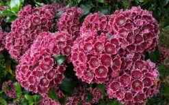 Keepsake Kalmia Mountain Laurel (Kalmia Latifolia) - 3 Gallon Pot -Flowers World Shop kalmia latifolia keepsake mountain laurel 2