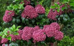 Keepsake Kalmia Mountain Laurel (Kalmia Latifolia) - 3 Gallon Pot -Flowers World Shop kalmia latifolia keepsake mountain laurel 3