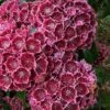 Keepsake Kalmia Mountain Laurel (Kalmia Latifolia) - 3 Gallon Pot -Flowers World Shop kalmia latifolia keepsake mountain laurel 6