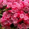 Olympic Fire Mountain Laurel (Kalmia Latifolia) - 3 Gallon Pot -Flowers World Shop kalmia latifolia olympic fire mountain laurel 10
