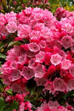 Olympic Fire Mountain Laurel (Kalmia Latifolia) - 3 Gallon Pot
