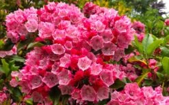 Olympic Fire Mountain Laurel (Kalmia Latifolia) - 3 Gallon Pot -Flowers World Shop kalmia latifolia olympic fire mountain laurel 11