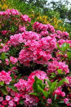 Olympic Fire Mountain Laurel (Kalmia Latifolia) - 3 Gallon Pot -Flowers World Shop kalmia latifolia olympic fire mountain laurel 13