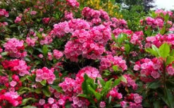 Olympic Fire Mountain Laurel (Kalmia Latifolia) - 3 Gallon Pot -Flowers World Shop kalmia latifolia olympic fire mountain laurel 14